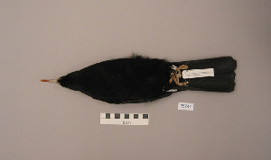  ( - UWBM 75747)  @13 [ ] Copyright (2008) Burke Museum of Natural History and Culture Burke Museum of Natural History and Culture