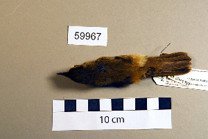  (Acrocephalus bistrigiceps - UWBM 59967)  @14 [ ] Copyright (2008) Burke Museum of Natural History and Culture Burke Museum of Natural History and Culture