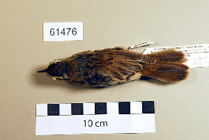  (Acrocephalus melanopogon - UWBM 61476)  @14 [ ] Copyright (2008) Burke Museum of Natural History and Culture Burke Museum of Natural History and Culture
