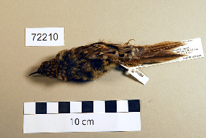  (Certhia familiaris - UWBM 72210)  @14 [ ] Copyright (2008) Burke Museum of Natural History and Culture Burke Museum of Natural History and Culture