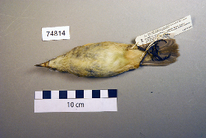  ( - UWBM 74814)  @13 [ ] Copyright (2008) Burke Museum of Natural History and Culture Burke Museum of Natural History and Culture