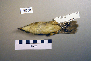  ( - UWBM 75559)  @13 [ ] Copyright (2008) Burke Museum of Natural History and Culture Burke Museum of Natural History and Culture
