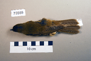  (Acrocephalus orientalis - UWBM 75559)  @14 [ ] Copyright (2008) Burke Museum of Natural History and Culture Burke Museum of Natural History and Culture
