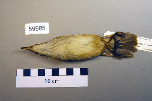  ( - UWBM 59985)  @13 [ ] Copyright (2008) Burke Museum of Natural History and Culture Burke Museum of Natural History and Culture