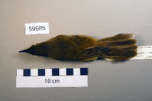  ( - UWBM 59985)  @14 [ ] Copyright (2008) Burke Museum of Natural History and Culture Burke Museum of Natural History and Culture