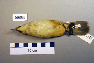  ( - UWBM 59966)  @13 [ ] Copyright (2008) Burke Museum of Natural History and Culture Burke Museum of Natural History and Culture