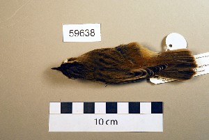  (Acrocephalus schoenobaenus - UWBM 59638)  @14 [ ] Copyright (2008) Burke Museum of Natural History and Culture Burke Museum of Natural History and Culture