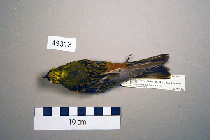  (Emberiza citrinella - UWBM 49313)  @14 [ ] Copyright (2008) Burke Museum of Natural History and Culture Burke Museum of Natural History and Culture