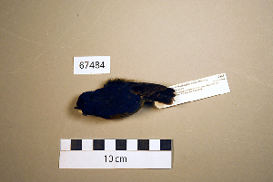  (Ficedula hyperythra - UWBM 67484)  @13 [ ] Copyright (2008) Burke Museum of Natural History and Culture Burke Museum of Natural History and Culture