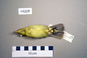  ( - UWBM 49226)  @13 [ ] Copyright (2008) Burke Museum of Natural History and Culture Burke Museum of Natural History and Culture
