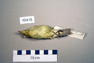  ( - UWBM 49415)  @13 [ ] Copyright (2008) Burke Museum of Natural History and Culture Burke Museum of Natural History and Culture