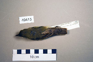  ( - UWBM 49415)  @13 [ ] Copyright (2008) Burke Museum of Natural History and Culture Burke Museum of Natural History and Culture