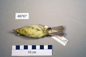  ( - UWBM 49767)  @12 [ ] Copyright (2008) Burke Museum of Natural History and Culture Burke Museum of Natural History and Culture