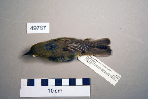  ( - UWBM 49767)  @14 [ ] Copyright (2008) Burke Museum of Natural History and Culture Burke Museum of Natural History and Culture
