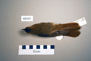  (Luscinia megarhynchos - UWBM 46491)  @14 [ ] Copyright (2008) Burke Museum of Natural History and Culture Burke Museum of Natural History and Culture
