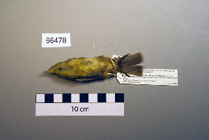  (Phylloscopus griseolus - UWBM 66478)  @13 [ ] Copyright (2008) Burke Museum of Natural History and Culture Burke Museum of Natural History and Culture