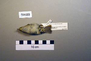  (Phylloscopus proregulus - UWBM 59689)  @14 [ ] Copyright (2008) Burke Museum of Natural History and Culture Burke Museum of Natural History and Culture