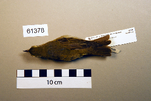  (Phylloscopus trochilus - UWBM 61378)  @15 [ ] Copyright (2008) Burke Museum of Natural History and Culture Burke Museum of Natural History and Culture