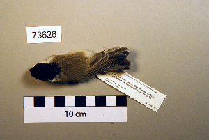  (Poecile palustris - UWBM 73626)  @14 [ ] Copyright (2008) Burke Museum of Natural History and Culture Burke Museum of Natural History and Culture