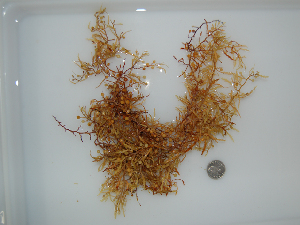  (Sargassum natans - BDA0437)  @11 [ ] Unspecified (default): All Rights Reserved  Unspecified Unspecified