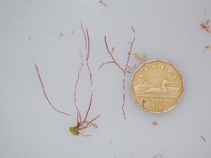  (Ceratodictyon scoparium - BDA0144)  @11 [ ] Unspecified (default): All Rights Reserved  Unspecified Unspecified