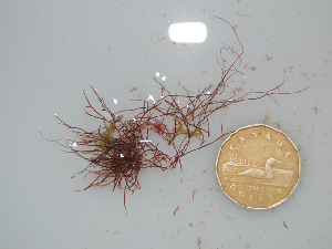  (Ceratodictyon planicaule - BDA0190)  @11 [ ] Unspecified (default): All Rights Reserved  Unspecified Unspecified