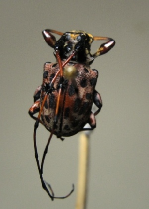  ( - CBF-Ceram-000112)  @11 [ ] Copyright (2011) CBF Coleccion Boliviana de Fauna