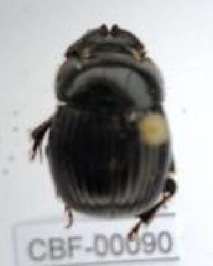  ( - CBF-Scarab-000090)  @11 [ ] No Rights Reserved  Unspecified Unspecified