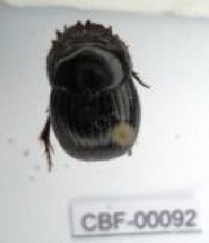  ( - CBF-Scarab-000092)  @11 [ ] No Rights Reserved  Unspecified Unspecified