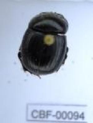  ( - CBF-Scarab-000094)  @11 [ ] No Rights Reserved  Unspecified Unspecified