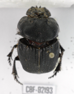  (Coprophanaeus telamon - CBF-Scarab-002193)  @14 [ ] Copyright (2011) CBF Coleccion Boliviana de Fauna