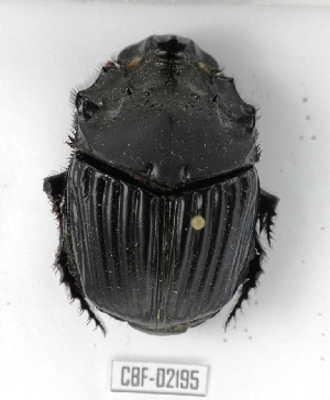  (Sulcophanaeus faunus - CBF-Scarab-002195)  @14 [ ] Copyright (2011) CBF Coleccion Boliviana de Fauna