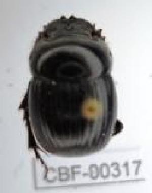  ( - CBF-Scarab-000317)  @11 [ ] No Rights Reserved  Unspecified Unspecified