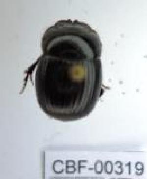  ( - CBF-Scarab-000319)  @11 [ ] No Rights Reserved  Unspecified Unspecified
