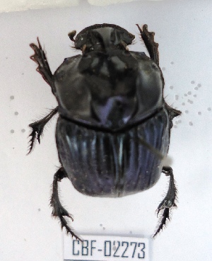  (Sulcophanaeus batesi - CBF-Scarab-002273)  @11 [ ] Copyright (2011) CBF Coleccion Boliviana de Fauna