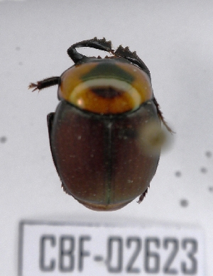  (Canthon luteicollis - CBF-Scarab-002623)  @13 [ ] Copyright (2011) CBF Coleccion Boliviana de Fauna