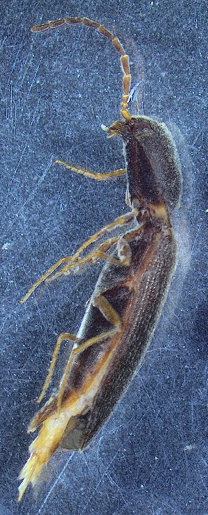  ( - IUP-2019May13-S5-T26-3)  @11 [ ] nrr (2023) Ellen H. Yerger Indiana University of Pennsylvania