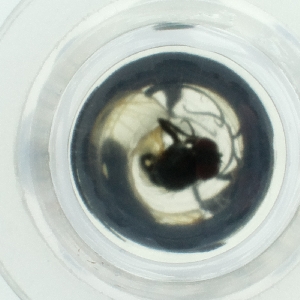  ( - EWTA_007_D8)  @11 [ ] by  Genome Research Ltd as Wellcome Sanger Institute Genome Research Limited operating as Wellcome Sanger Institute