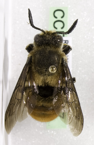  (Megachile cincta - CCDB-15280 F07)  @14 [ ] CreativeCommons - Attribution Non-Commercial Share-Alike (2011) Packer Collection York University York University