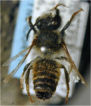  (Megachile dorsata - MegBOL 0011)  @11 [ ] CreativeCommons - Attribution Non-Commercial Share-Alike (2011) Connal Eardley ARC-Plant Protection Research Institute