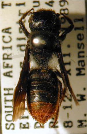  (Megachile braunsiana - MegBOL 0017)  @11 [ ] CreativeCommons - Attribution Non-Commercial Share-Alike (2011) Connal Eardley ARC-Plant Protection Research Institute