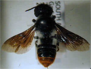  (Megachile rufipennis - MegBOL 0026)  @11 [ ] CreativeCommons - Attribution Non-Commercial Share-Alike (2011) Connal Eardley ARC-Plant Protection Research Institute