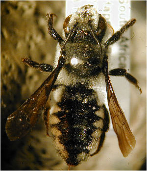  (Megachile ianthoptera - MegBOL 0003)  @14 [ ] CreativeCommons - Attribution Non-Commercial Share-Alike (2011) Connal Eardley ARC-Plant Protection Research Institute