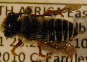  (Megachile willowmorensis - MegBOL 0040)  @13 [ ] CreativeCommons - Attribution Non-Commercial Share-Alike (2011) Connal Eardley ARC-Plant Protection Research Institute