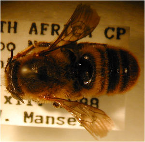  (Megachile fulvohirta - MegBOL 0043)  @11 [ ] CreativeCommons - Attribution Non-Commercial Share-Alike (2011) Connal Eardley ARC-Plant Protection Research Institute