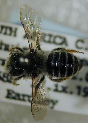  (Megachile whiteana - MegBOL 0047)  @11 [ ] CreativeCommons - Attribution Non-Commercial Share-Alike (2011) Connal Eardley ARC-Plant Protection Research Institute