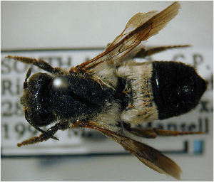  (Megachile nasicornis - MegBOL 0054)  @11 [ ] CreativeCommons - Attribution Non-Commercial Share-Alike (2011) Connal Eardley ARC-Plant Protection Research Institute