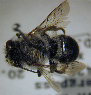  (Megachile sinuata - MegBOL 0069)  @11 [ ] CreativeCommons - Attribution Non-Commercial Share-Alike (2011) Connal Eardley ARC-Plant Protection Research Institute