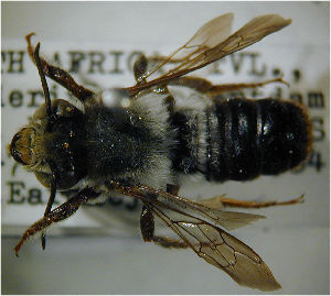  (Megachile bituberculata - MegBOL 0075)  @11 [ ] CreativeCommons - Attribution Non-Commercial Share-Alike (2011) Connal Eardley ARC-Plant Protection Research Institute