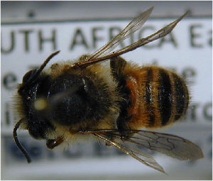  (Megachile ungulata - MegBOL 0077)  @11 [ ] CreativeCommons - Attribution Non-Commercial Share-Alike (2011) Connal Eardley ARC-Plant Protection Research Institute
